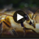 „Paryż, stolica pszczół” – film popularnonaukowy o pszczołach